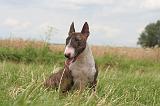 BULL TERRIER MINIATURE 004